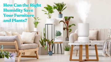How Can the Right Humidity Save Your Furniture and Plants?