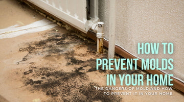 What are the dangers of mold and how to prevent it in your home?